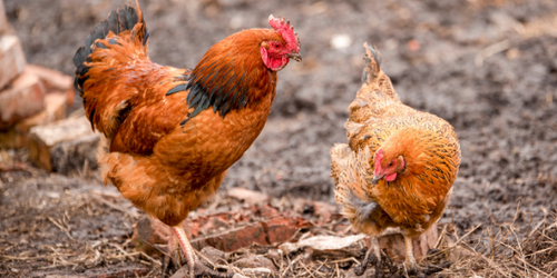 Chicken Molting Tips