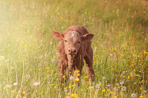 Overcoming Calf Health Issues