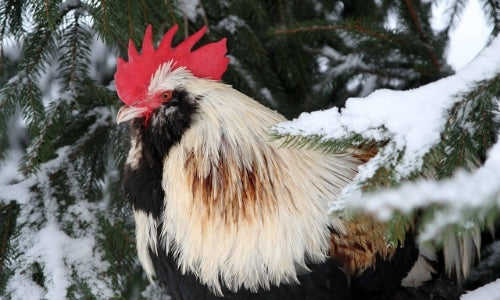 Caring for Backyard Chickens in Winter